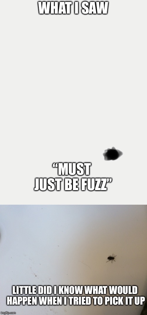   |  WHAT I SAW; “MUST JUST BE FUZZ”; LITTLE DID I KNOW WHAT WOULD HAPPEN WHEN I TRIED TO PICK IT UP | image tagged in bugs | made w/ Imgflip meme maker