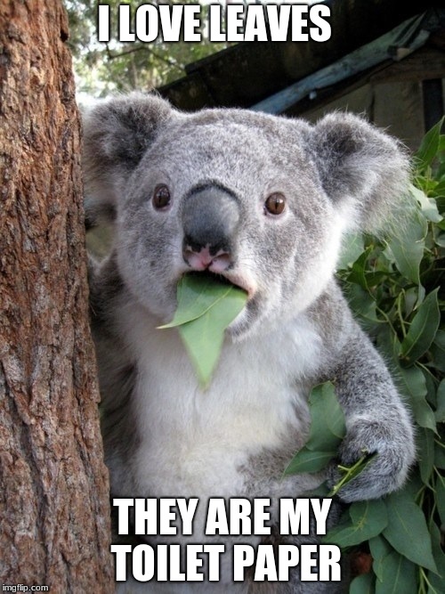 Surprised Koala |  I LOVE LEAVES; THEY ARE MY TOILET PAPER | image tagged in memes,surprised coala | made w/ Imgflip meme maker