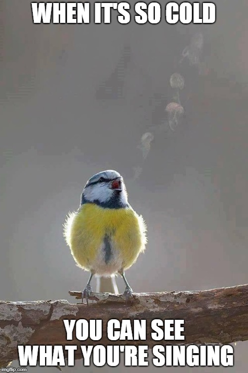 Chilling Song | WHEN IT'S SO COLD; YOU CAN SEE WHAT YOU'RE SINGING | image tagged in memes,cold weather,winter,winter is coming,birds,weather | made w/ Imgflip meme maker
