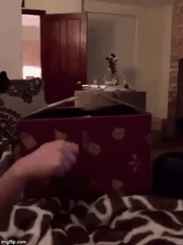 Pop goes the puddy | image tagged in gifs,cats,cat,i love cats,google images,craziness_all_the_way | made w/ Imgflip video-to-gif maker