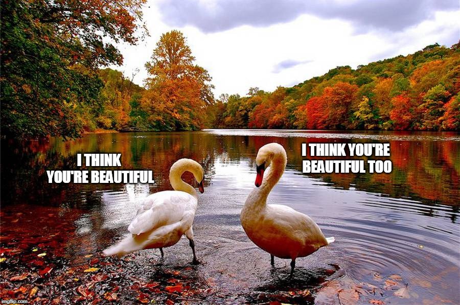I THINK YOU'RE BEAUTIFUL TOO; I THINK YOU'RE BEAUTIFUL | image tagged in beautiful,geese,autumn,love,give peace a chance,serenity | made w/ Imgflip meme maker