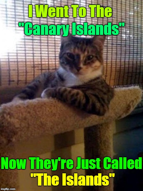 The Cat That Got the Canary (^◡^ )Reposted from here ==>> https://imgflip.com/i/2ig6cq | I Went To The; "Canary Islands"; Now They're Just Called; "The Islands" | image tagged in memes,the most interesting cat in the world,reposts,repost,socrates | made w/ Imgflip meme maker