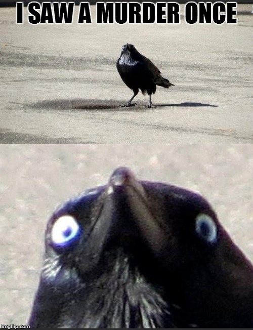insanity crow | I SAW A MURDER ONCE | image tagged in insanity crow | made w/ Imgflip meme maker