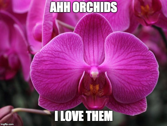 AHH ORCHIDS; I LOVE THEM | made w/ Imgflip meme maker