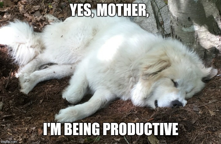 My guard dog " working" | YES, MOTHER, I'M BEING PRODUCTIVE | image tagged in doggo | made w/ Imgflip meme maker