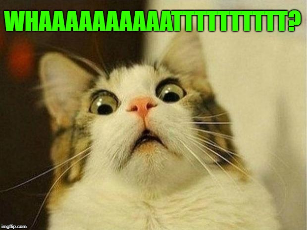 Scared Cat Meme | WHAAAAAAAAAATTTTTTTTTT? | image tagged in memes,scared cat | made w/ Imgflip meme maker