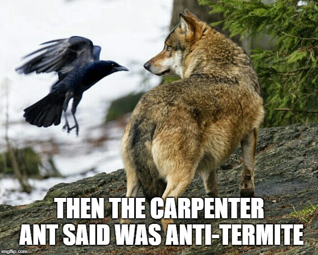 THEN THE CARPENTER ANT SAID WAS ANTI-TERMITE | image tagged in anti-termite joke | made w/ Imgflip meme maker