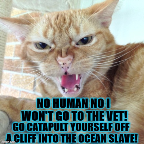 NO HUMAN NO I WON'T GO TO THE VET! GO CATAPULT YOURSELF OFF A CLIFF INTO THE OCEAN SLAVE! | image tagged in no human | made w/ Imgflip meme maker