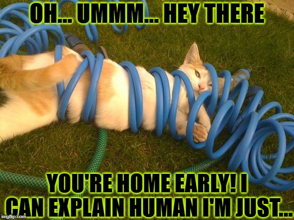 OH... UMMM... HEY THERE; YOU'RE HOME EARLY! I CAN EXPLAIN HUMAN I'M JUST... | image tagged in home early | made w/ Imgflip meme maker