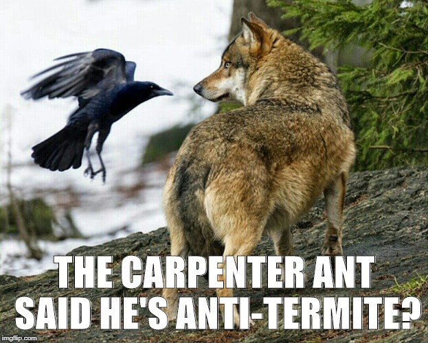 THE CARPENTER ANT SAID HE'S ANTI-TERMITE? | image tagged in anti-termite joke | made w/ Imgflip meme maker