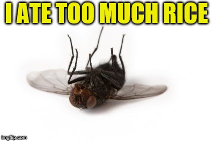 dead fly | I ATE TOO MUCH RICE | image tagged in dead fly | made w/ Imgflip meme maker