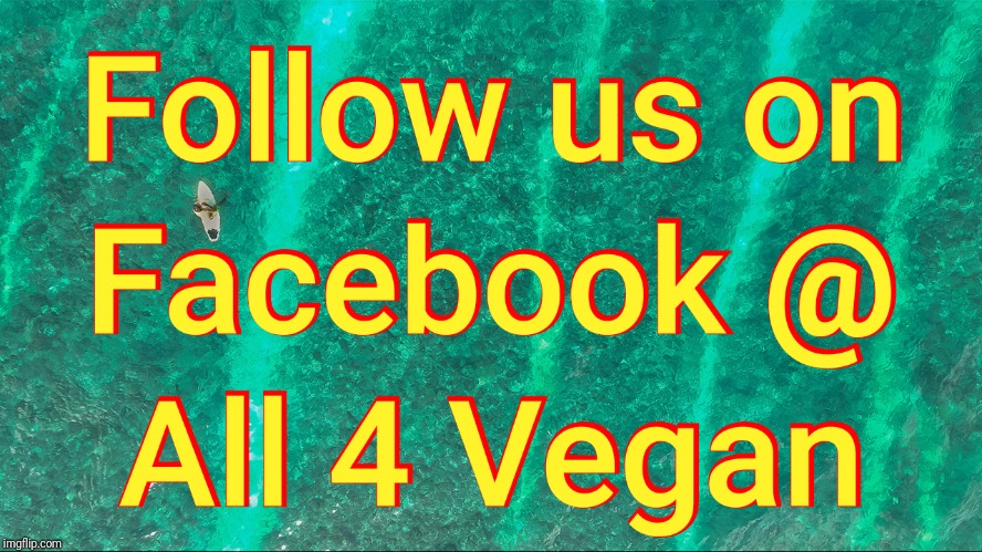 Follow us at All 4 Vegan on Facebook | image tagged in all4vegan,facebook,animals,follow | made w/ Imgflip meme maker