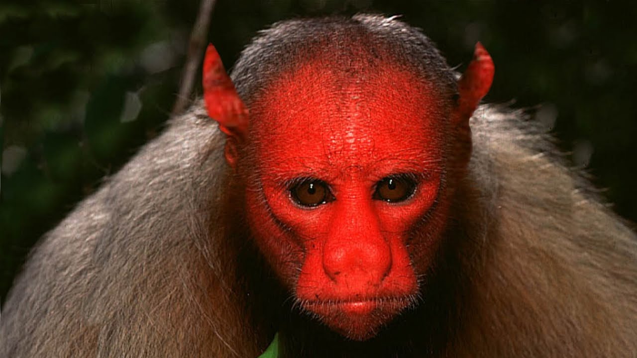 małpa ukrainiec Blank Meme Template