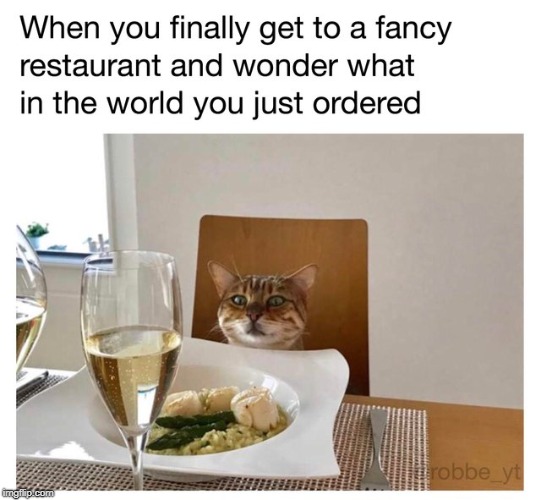 when you get your pay check | image tagged in fancy,cat | made w/ Imgflip meme maker