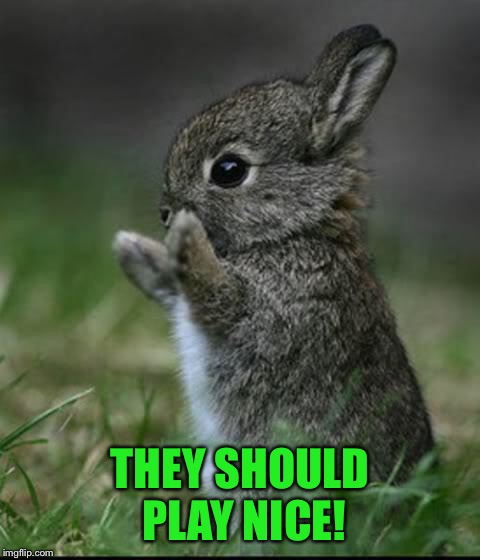 Cute Bunny | THEY SHOULD PLAY NICE! | image tagged in cute bunny | made w/ Imgflip meme maker