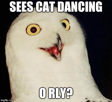 O RLY? | SEES CAT DANCING O RLY? | image tagged in o rly | made w/ Imgflip meme maker
