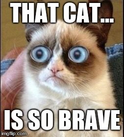 Grumpy Cat Shocked | THAT CAT... IS SO BRAVE | image tagged in grumpy cat shocked | made w/ Imgflip meme maker