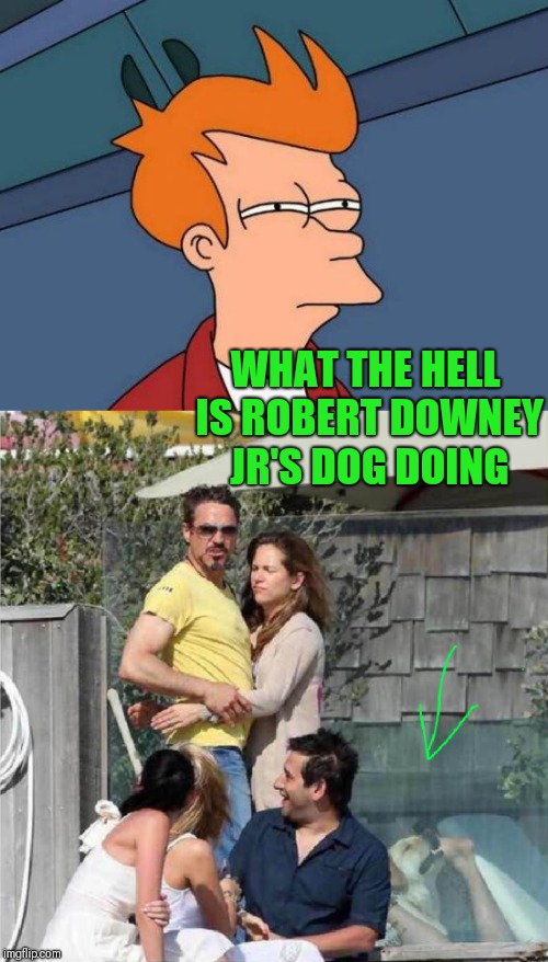 Not sure | WHAT THE HELL IS ROBERT DOWNEY JR'S DOG DOING | image tagged in memes,futurama fry,face you make robert downey jr,funny,dogs | made w/ Imgflip meme maker