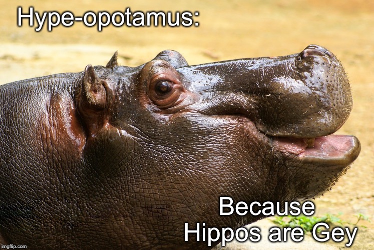 Hype-opotamus | Hype-opotamus:; Because Hippos are Gey | image tagged in hype,hype-opotamus,hippo,hippopotamus | made w/ Imgflip meme maker