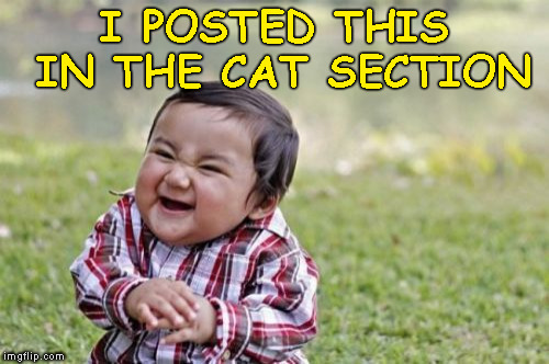 Evil Toddler Meme | I POSTED THIS IN THE CAT SECTION | image tagged in memes,evil toddler | made w/ Imgflip meme maker
