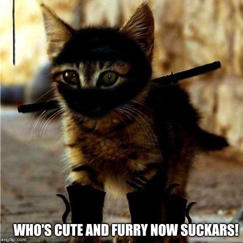 cute and dangerous | WHO'S CUTE AND FURRY NOW SUCKARS! | image tagged in ninja cat | made w/ Imgflip meme maker