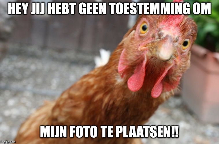 #privacy wet
Only for dutch people | HEY JIJ HEBT GEEN TOESTEMMING OM; MIJN FOTO TE PLAATSEN!! | image tagged in chicken,memes,funny | made w/ Imgflip meme maker