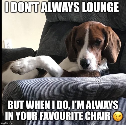 I DON’T ALWAYS LOUNGE; BUT WHEN I DO, I’M ALWAYS IN YOUR FAVOURITE CHAIR 😉 | image tagged in nova aka casanova | made w/ Imgflip meme maker