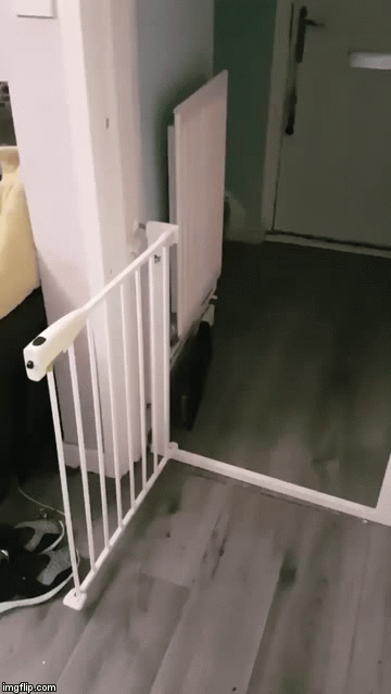 Cat Whisperer ≧^◡^≦ | image tagged in gifs,cats,cat,craziness_all_the_way,too many cats,google images | made w/ Imgflip video-to-gif maker