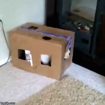 Cats & Boxes ≤^.^≥ | image tagged in gifs,cats,cats and boxes,cat,craziness_all_the_way,google images | made w/ Imgflip video-to-gif maker