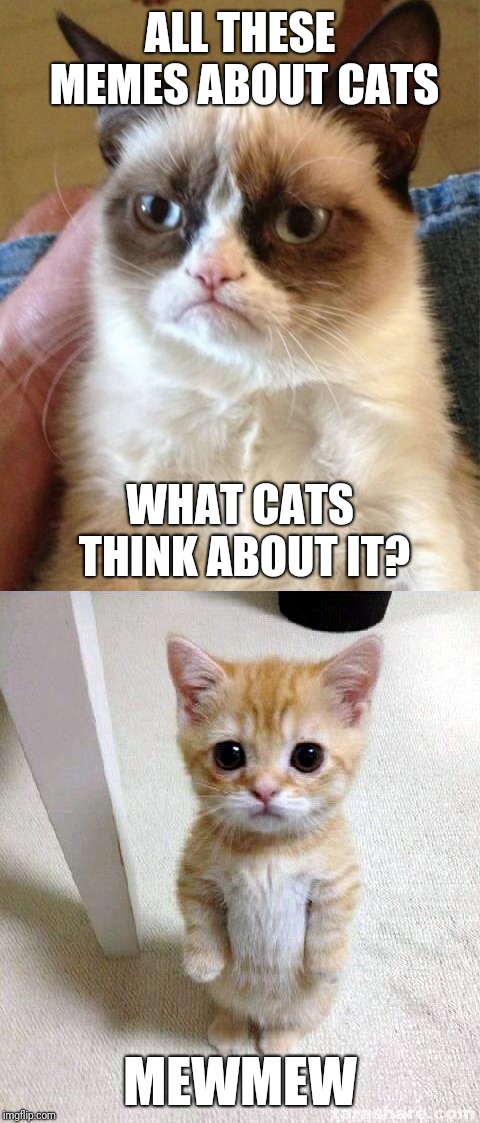 ALL THESE MEMES ABOUT CATS; WHAT CATS THINK ABOUT IT? MEWMEW | image tagged in cats | made w/ Imgflip meme maker