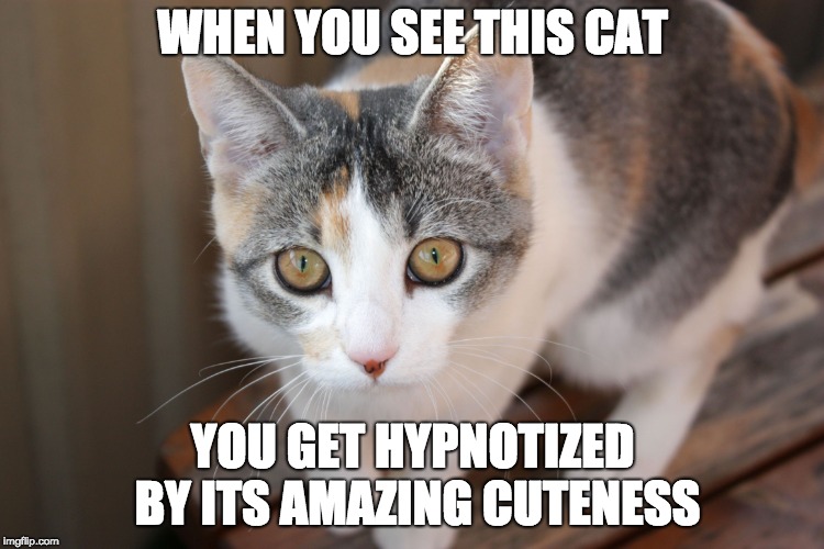 WHEN YOU SEE THIS CAT; YOU GET HYPNOTIZED BY ITS AMAZING CUTENESS | image tagged in cute cat | made w/ Imgflip meme maker