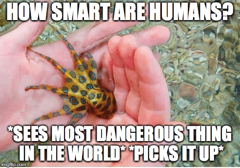Evolution  | HOW SMART ARE HUMANS? *SEES MOST DANGEROUS THING IN THE WORLD* *PICKS IT UP* | image tagged in memes | made w/ Imgflip meme maker