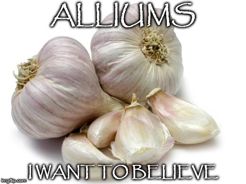 ALLIUMS | ALLIUMS; I WANT TO BELIEVE | image tagged in aliens,not aliens | made w/ Imgflip meme maker