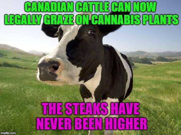 Are they talking about me? | CANADIAN CATTLE CAN NOW LEGALLY GRAZE ON CANNABIS PLANTS; THE STEAKS HAVE NEVER BEEN HIGHER | image tagged in cow,funny,canada,weed | made w/ Imgflip meme maker