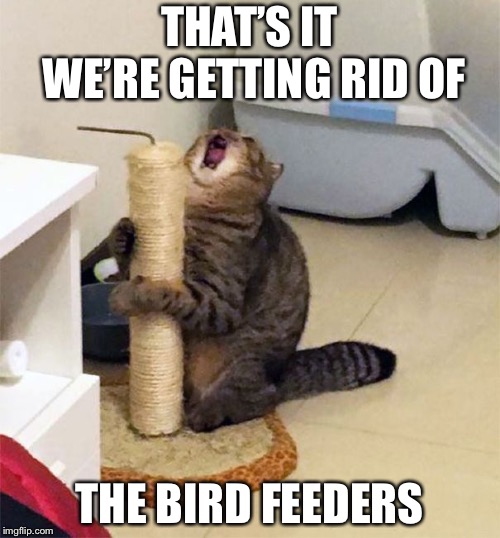 Over Dramatic Cat | THAT’S IT WE’RE GETTING RID OF; THE BIRD FEEDERS | image tagged in over dramatic cat | made w/ Imgflip meme maker