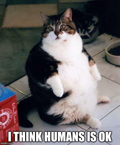 fat cat | I THINK HUMANS IS OK | image tagged in fat cat | made w/ Imgflip meme maker