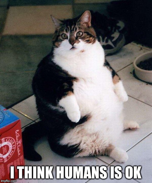 Fat Cat Imgflip