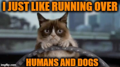 Grumpy cat driving | I JUST LIKE RUNNING OVER HUMANS AND DOGS | image tagged in grumpy cat driving | made w/ Imgflip meme maker