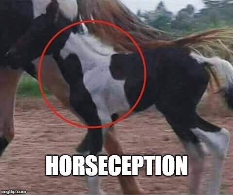 Horseception  | HORSECEPTION | image tagged in inception,horse,horses,memes | made w/ Imgflip meme maker