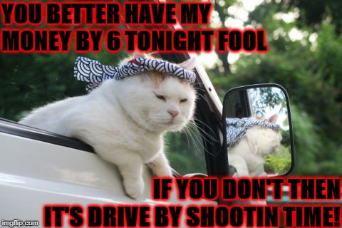 YOU BETTER HAVE MY MONEY BY 6 TONIGHT FOOL; IF YOU DON'T THEN IT'S DRIVE BY SHOOTIN TIME! | image tagged in drive by cat | made w/ Imgflip meme maker