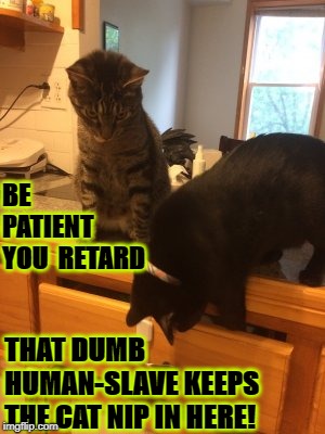 BE PATIENT YOU  RETARD; THAT DUMB HUMAN-SLAVE KEEPS THE CAT NIP IN HERE! | image tagged in dumb human slave | made w/ Imgflip meme maker