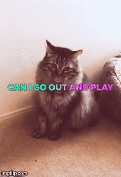 Cat Contained | image tagged in gifs,cat,funny memes | made w/ Imgflip images-to-gif maker
