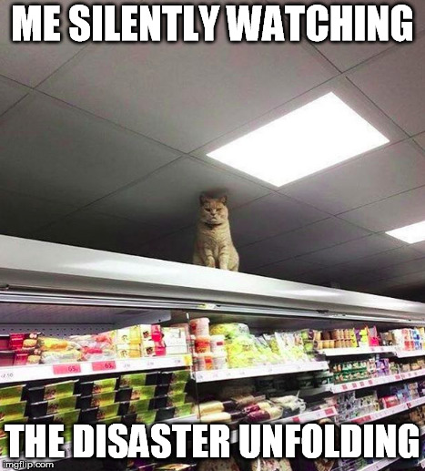 me silently watching the disater unfolding | ME SILENTLY WATCHING; THE DISASTER UNFOLDING | image tagged in cat drama disaster watch observe creepy | made w/ Imgflip meme maker