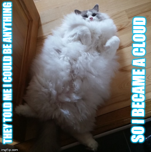 Fluffy cat | THEY TOLD ME I COULD BE ANYTHING; SO I BECAME A CLOUD | image tagged in cat memes,fluffy | made w/ Imgflip meme maker