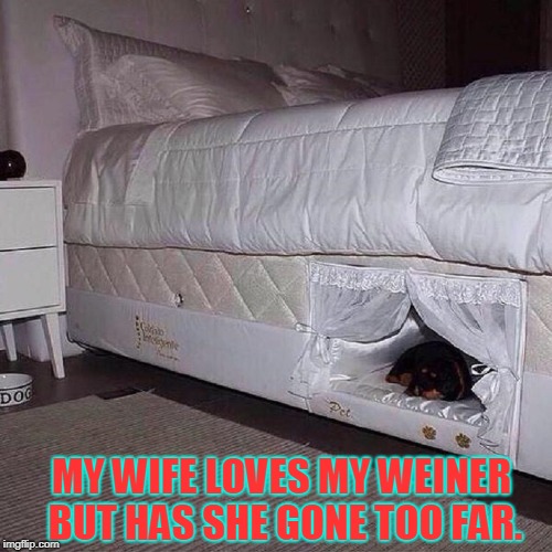 Pampering My Weiner | MY WIFE LOVES MY WEINER BUT HAS SHE GONE TOO FAR. | image tagged in vince vance,weiner dogs,dogs,beds,secret compartment,pampered pets | made w/ Imgflip meme maker