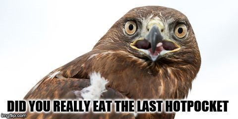 DID YOU REALLY EAT THE LAST HOTPOCKET | image tagged in funny hawk,hotpocket | made w/ Imgflip meme maker
