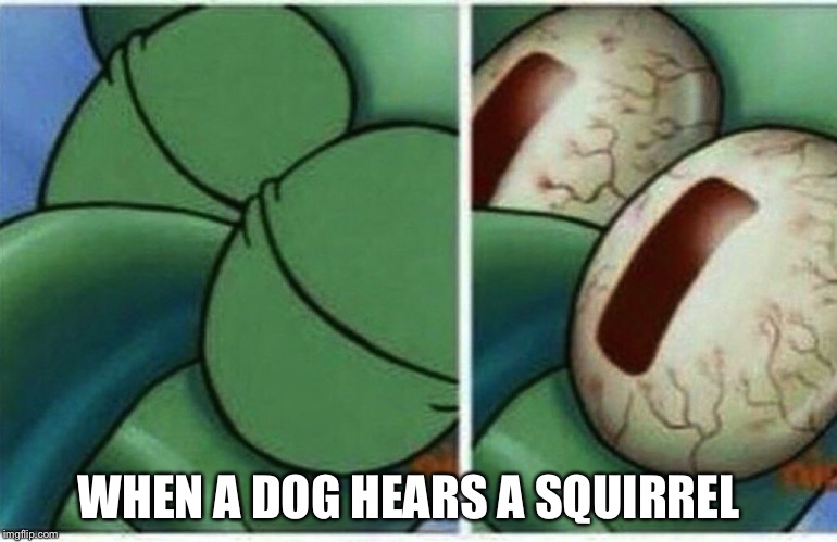 Squidward | WHEN A DOG HEARS A SQUIRREL | image tagged in squidward | made w/ Imgflip meme maker