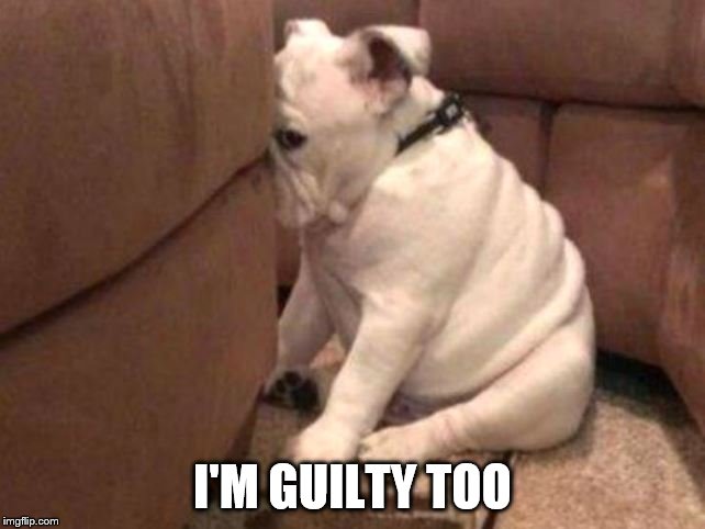 Guilty dog | I'M GUILTY TOO | image tagged in guilty dog | made w/ Imgflip meme maker
