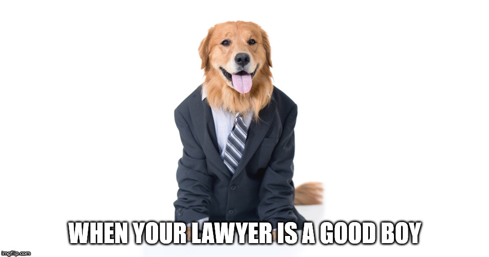 Good Boy Lawyer | WHEN YOUR LAWYER IS A GOOD BOY | image tagged in good boy | made w/ Imgflip meme maker