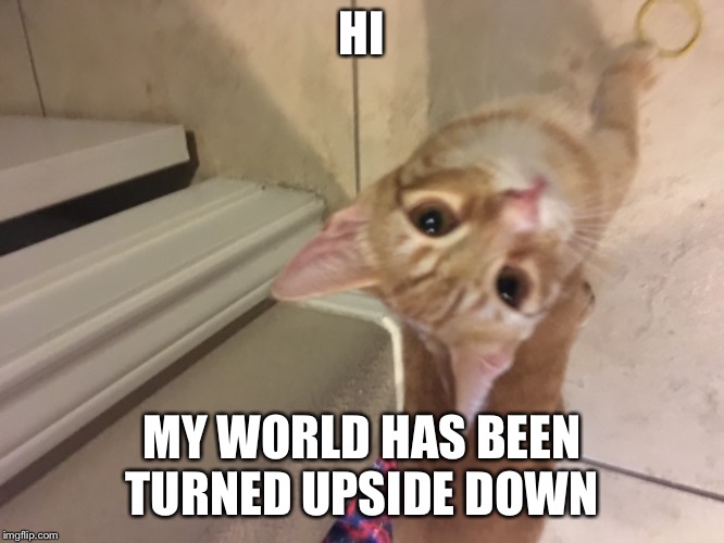 HI; MY WORLD HAS BEEN TURNED UPSIDE DOWN | image tagged in cats | made w/ Imgflip meme maker